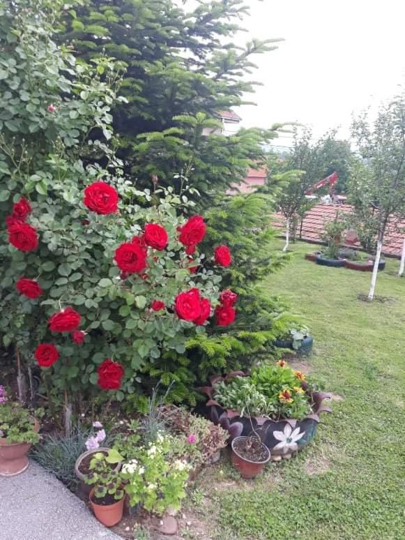 Apartman Drina Berilovac Εξωτερικό φωτογραφία
